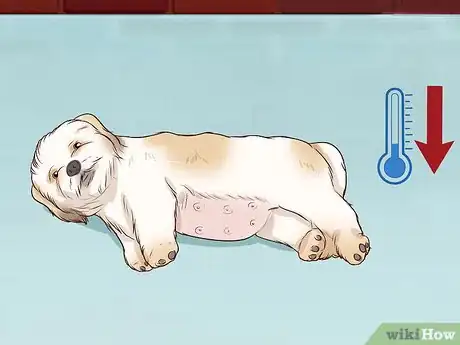Imagen titulada Breed Shih Tzus Step 12
