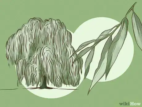 Imagen titulada Make Aspirin if You're Lost in the Woods Step 2