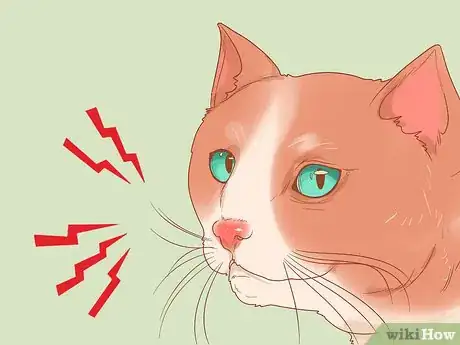 Imagen titulada Reduce Stress in Cats Step 5