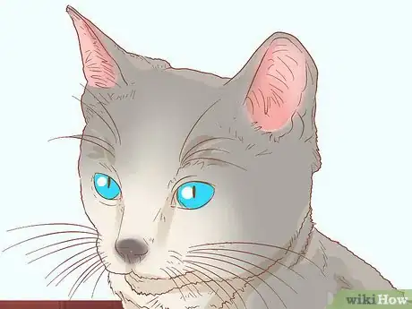 Imagen titulada Diagnose and Treat Mouth Ulcers in Cats Step 3