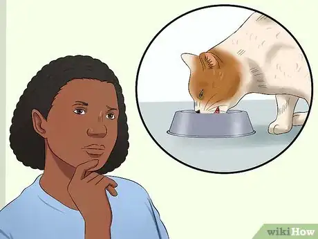 Imagen titulada Give a Cat an Enema at Home Step 2