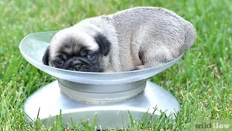 Imagen titulada Take Care of a Weak Newborn Puppy Step 3