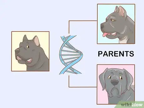 Imagen titulada Breed Cane Corso Step 4