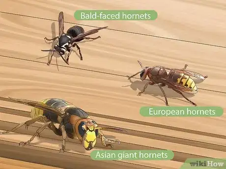 Imagen titulada Kill a Hornet Nest Step 2