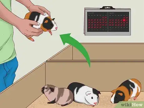 Imagen titulada Care for a Pregnant Guinea Pig Step 13