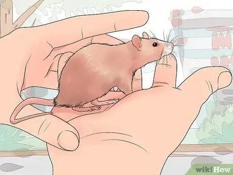 Imagen titulada Breed Rats Step 3