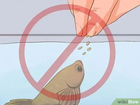 Imagen titulada Tell if a Betta Fish Is Sick Step 10