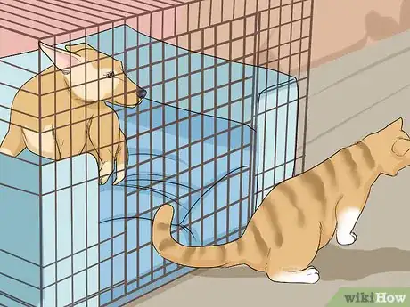 Imagen titulada Introduce a Cat to a Dog Step 5