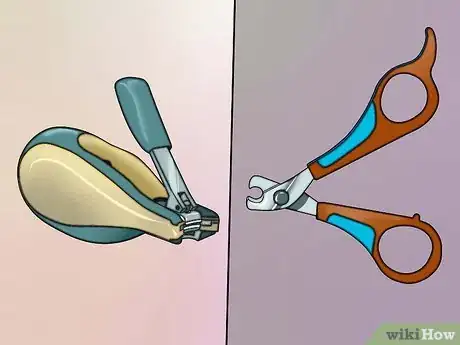 Imagen titulada Cut Guinea Pig Claws Step 1