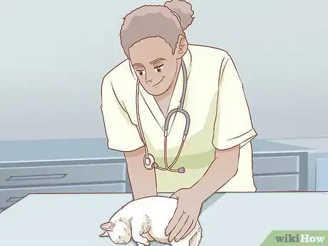 Imagen titulada Get Rid of Cats Step 12