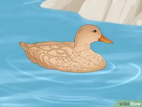 Imagen titulada Care for a Pet Duck Step 9