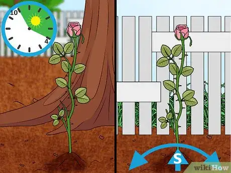 Imagen titulada Propagate Roses Step 21