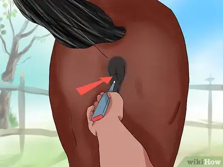 Imagen titulada Take a Horse's Temperature Step 11
