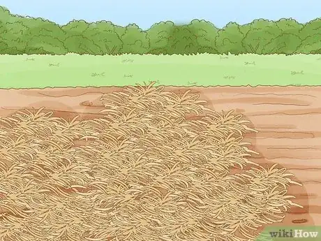 Imagen titulada Harvest Sugar Cane Step 7