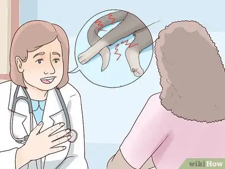 Imagen titulada Deal with a Paralyzed Cat Step 14