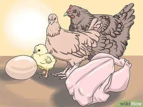 Imagen titulada Take Care of Chickens Step 8