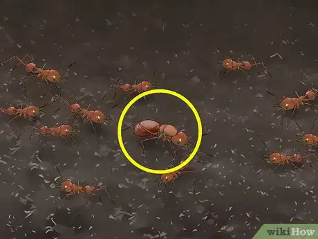 Imagen titulada Care for Ants Step 7