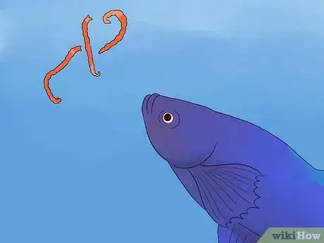 Imagen titulada Tell if a Betta Fish Is Sick Step 11