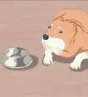 alimentar a un cachorro american bully