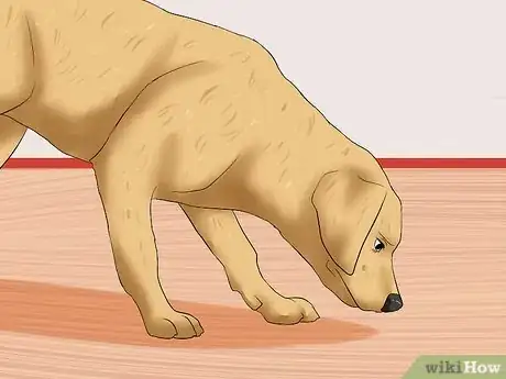 Imagen titulada Recognize a Stroke in Dogs Step 1