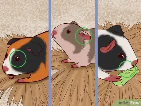 Imagen titulada Care for a Pregnant Guinea Pig Step 34