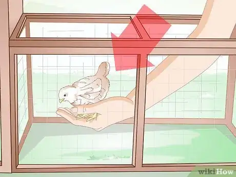 Imagen titulada Care for a Chick Step 16