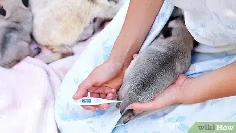 Imagen titulada Take Care of a Weak Newborn Puppy Step 5