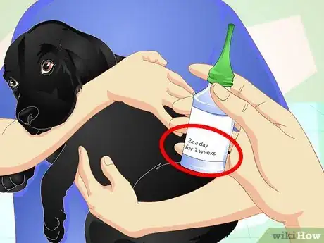Imagen titulada Deliver Ear Medication to Dogs Step 12