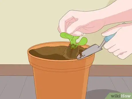 Imagen titulada Thin Out Seedlings Step 8