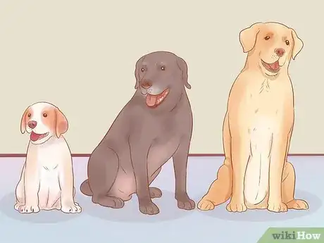 Imagen titulada Choose a Dog Step 12