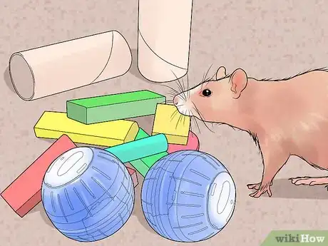 Imagen titulada Breed Rats Step 6