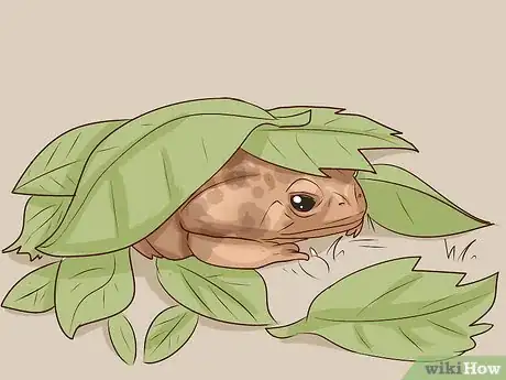 Imagen titulada Find Toads Step 3