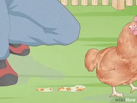 Imagen titulada Prevent Diseases in Chickens Step 9