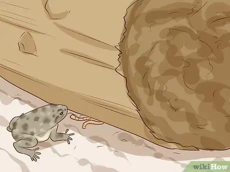 Imagen titulada Find Toads Step 2