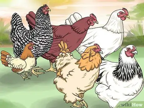 Imagen titulada Take Care of Chickens Step 9