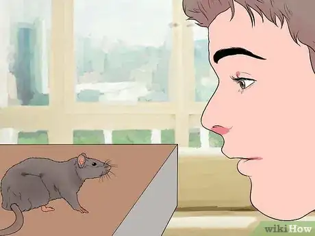Imagen titulada Breed Rats Step 5