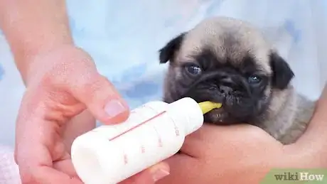 Imagen titulada Take Care of a Weak Newborn Puppy Step 9