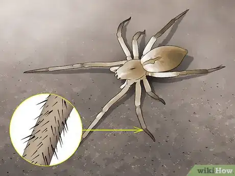 Imagen titulada Identify a Yellow Sac Spider Step 2