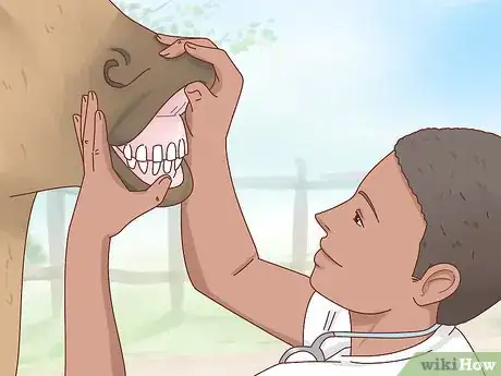 Imagen titulada Fatten up a Horse Step 3