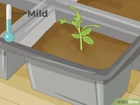 Imagen titulada Thin Out Seedlings Step 3