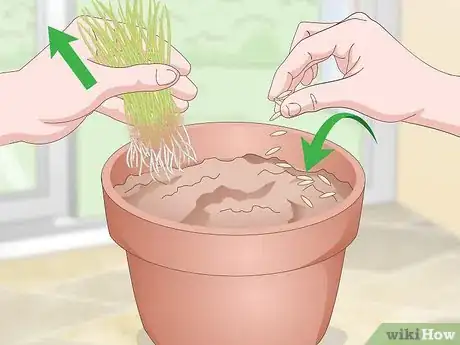 Imagen titulada Make a Grass Pot for Cats Step 13