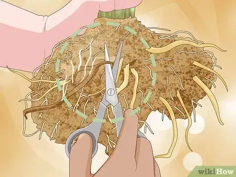 Imagen titulada Save an Overwatered Plant Step 11