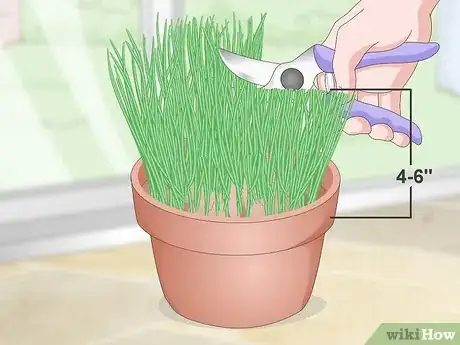 Imagen titulada Make a Grass Pot for Cats Step 12