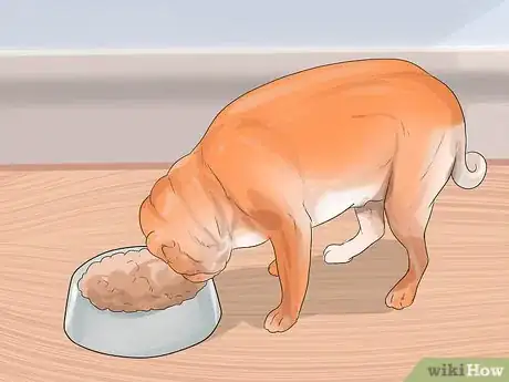 Imagen titulada Treat Eye Problems in Pugs Step 19