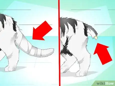 Imagen titulada Treat a Cat's Broken Tail Step 4
