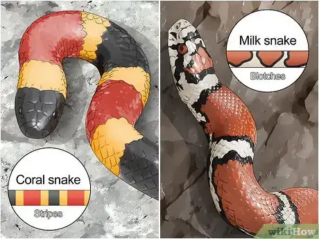 Imagen titulada Tell the Difference Between a Milk Snake and a Coral Snake Step 1