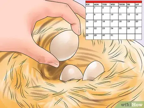 Imagen titulada Breed and Incubate Pheasants Step 9