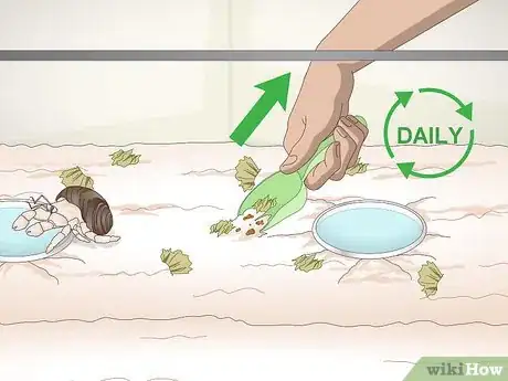 Imagen titulada Play With Your Hermit Crab Step 5