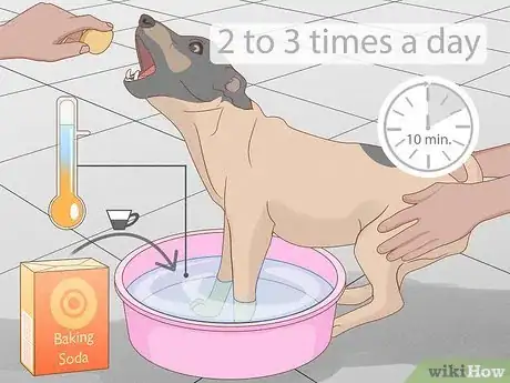 Imagen titulada Stop a Dog from Licking Its Paws with Home Remedies Step 6