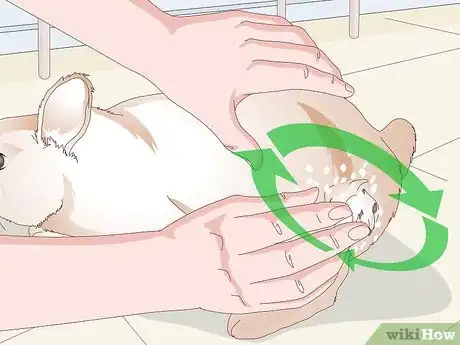 Imagen titulada Keep Your Rabbit's Fur Clean and Untangled Step 5